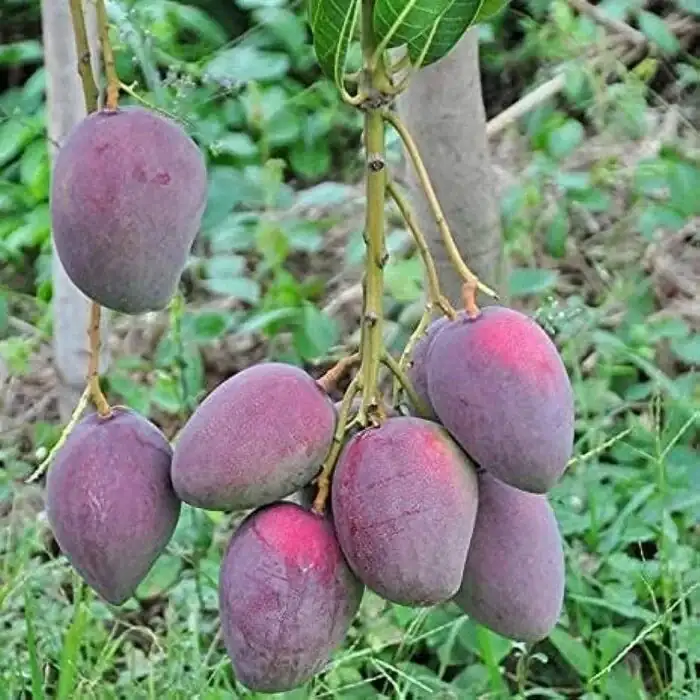 Ambika Mango (અંબિકા કેરી)